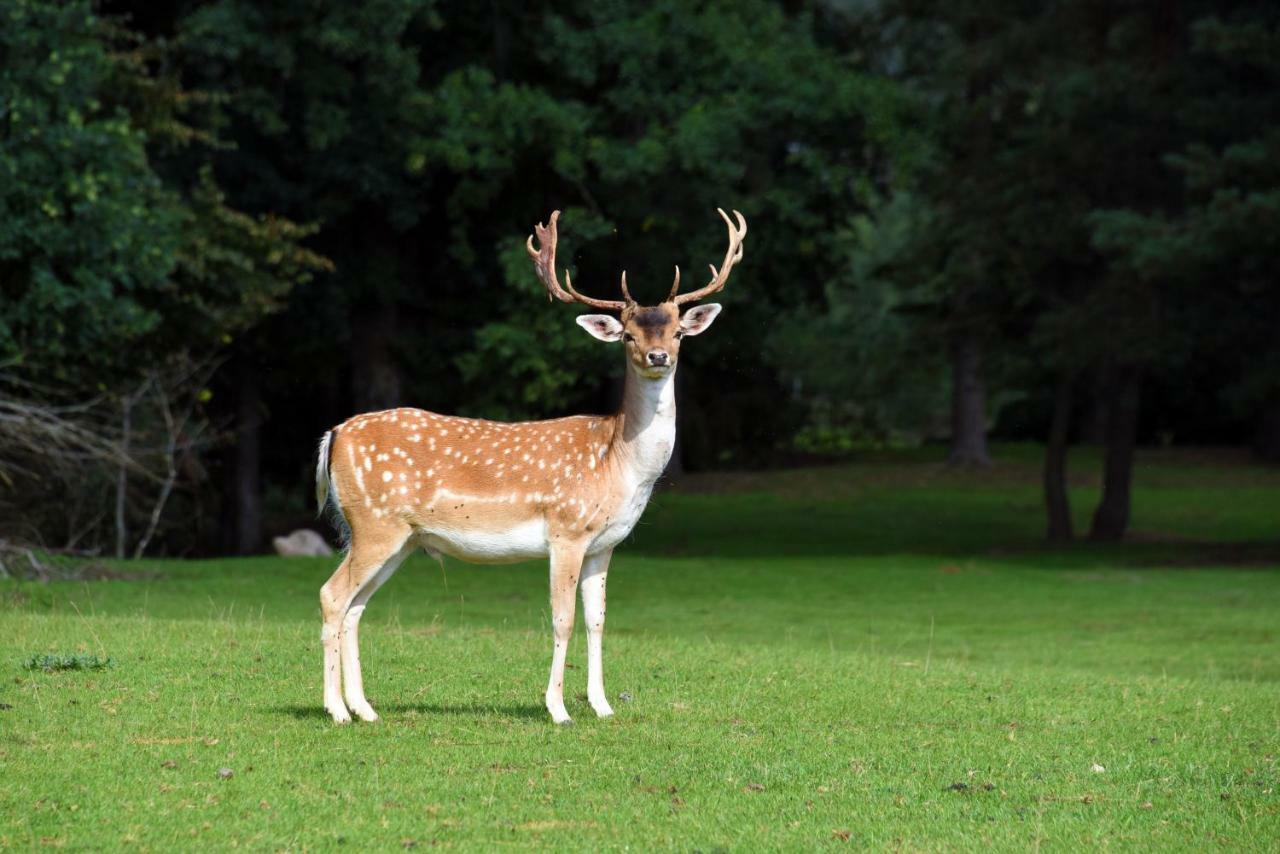 Vip Forest Dreams Villa Anykščiai Dış mekan fotoğraf